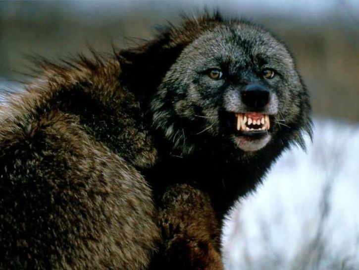 Snarling_Wolf_Montana-1024x768.jpg ht=544
