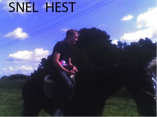 snelhest.jpg ht=409