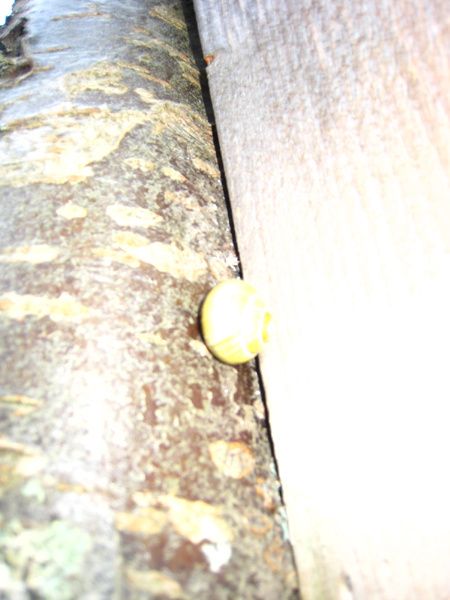 sniggel.jpg ht=600