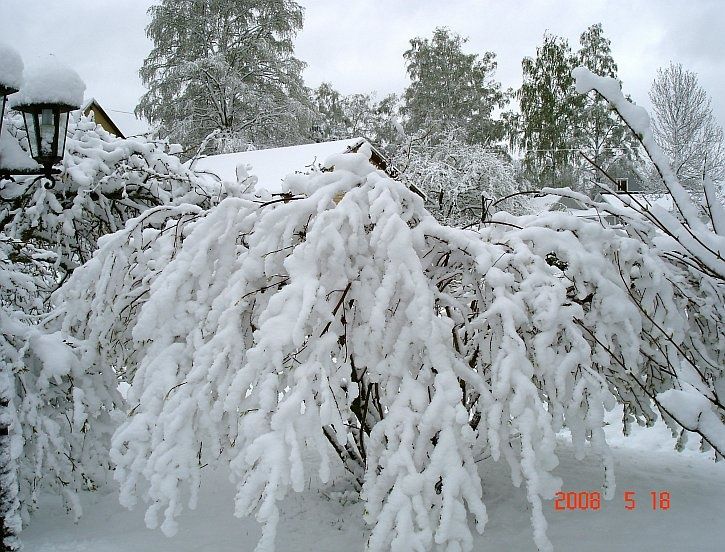 sno01.jpg ht=552