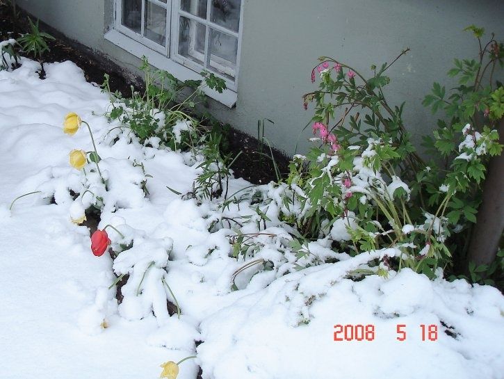 sno02.jpg ht=545
