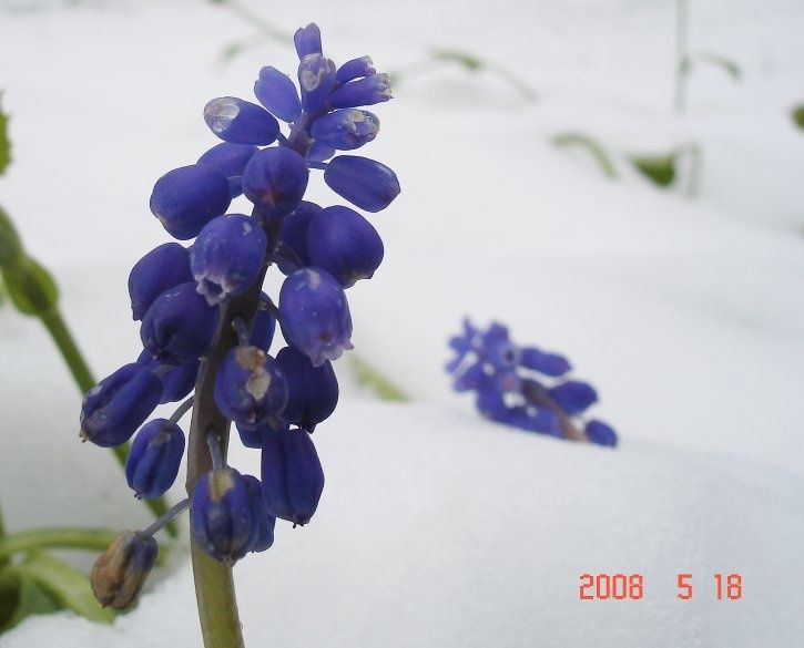 sno07.jpg ht=585