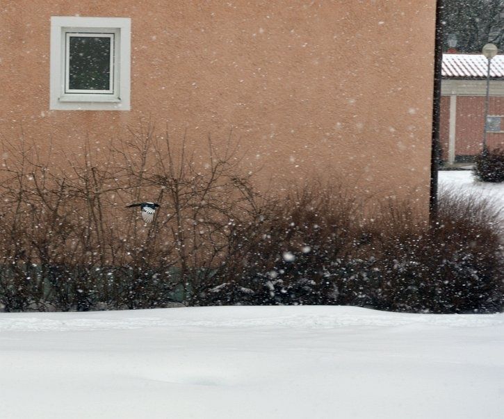 sno2.jpg ht=603