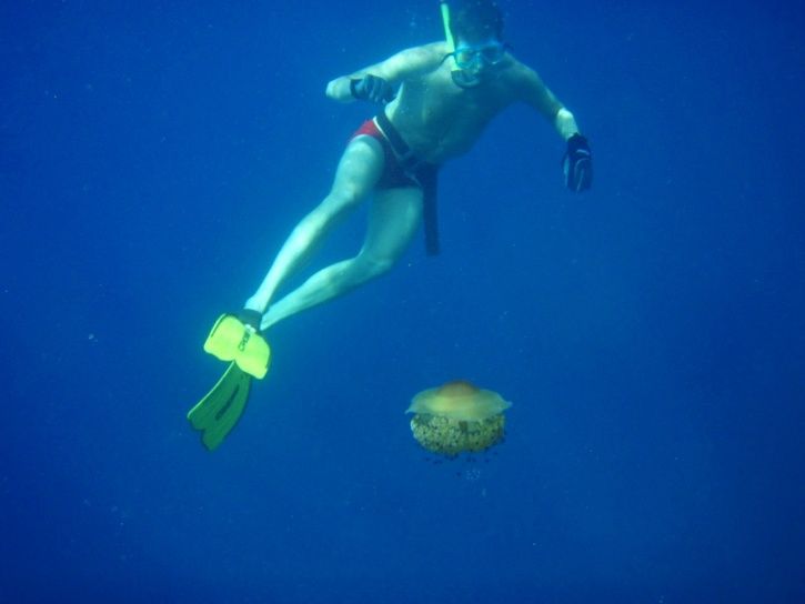 snork5.JPG ht=544