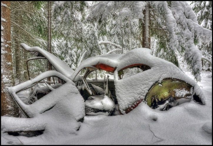 snowbeetle2.jpg ht=497