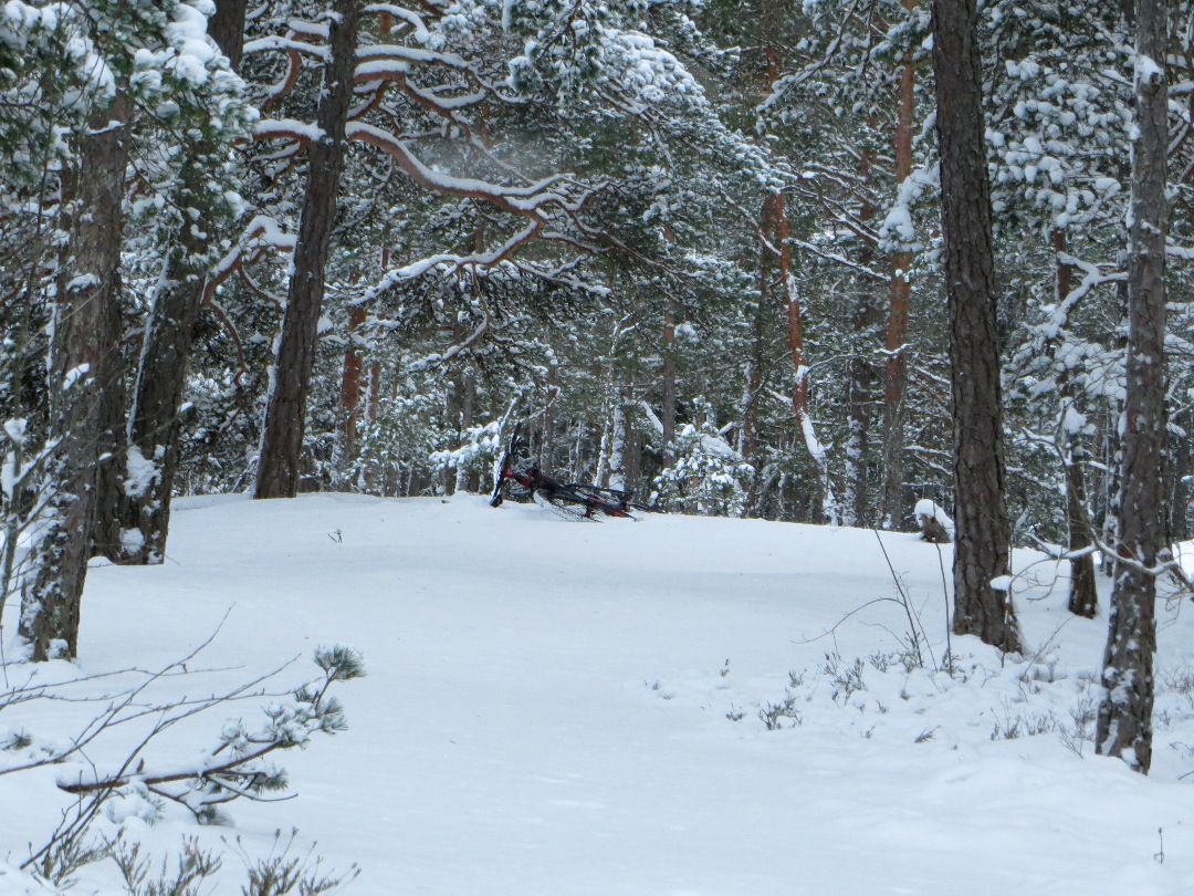 snowluns_laying.JPG