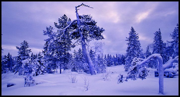 SnowyLandscape2.jpg ht=392