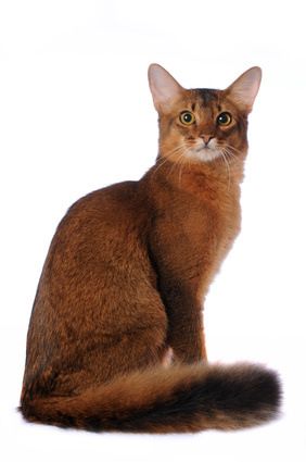 Somali_Cat1.jpg
