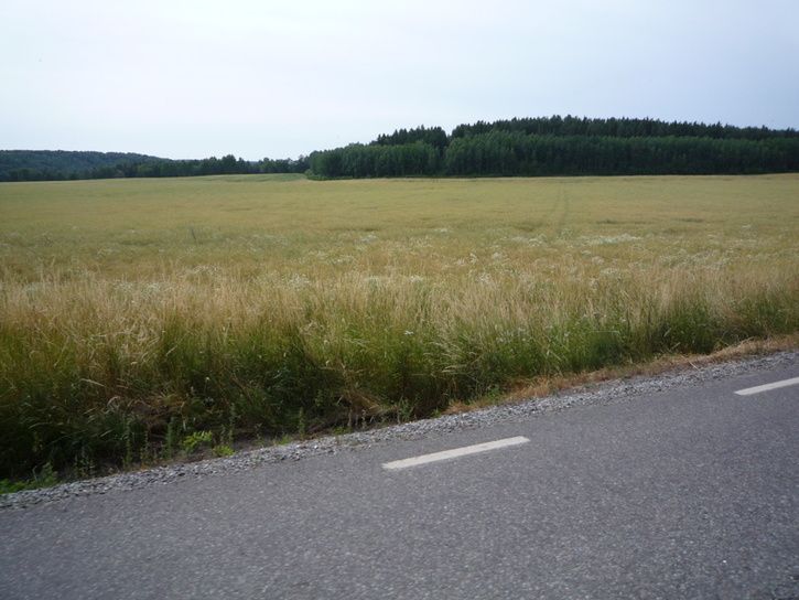 sommar.jpg ht=544