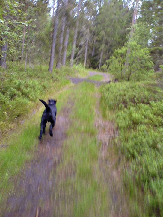 sommarmorgon_03.jpg ht=725