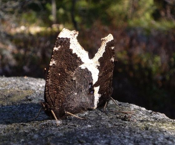 sorgmantlar.jpg ht=466