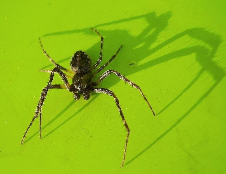 spider.jpg