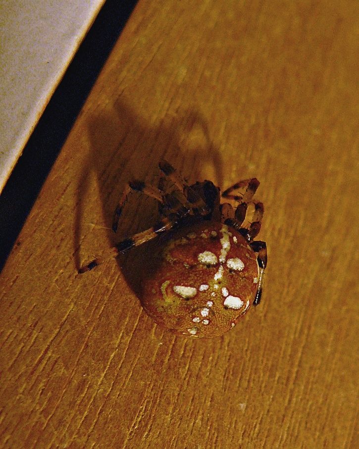 spider.JPG