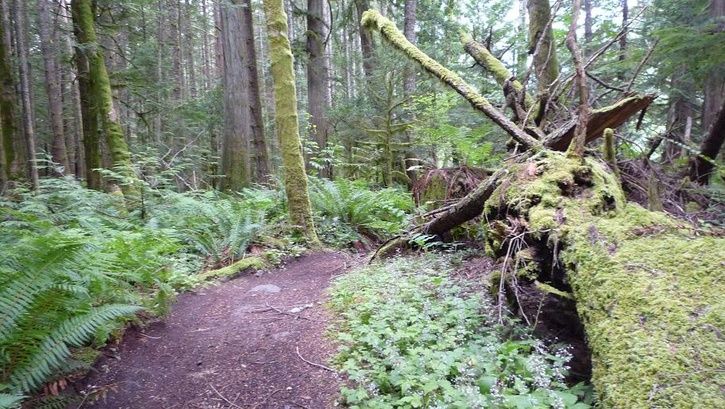 squamish.forrest.jpg ht=409