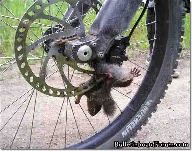 squirrelbikelg.jpg ht=509