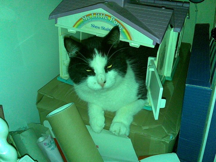 Stallkatt.jpg ht=544