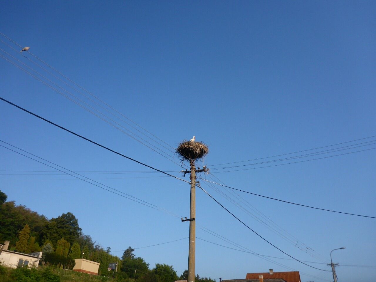 stork2.JPG