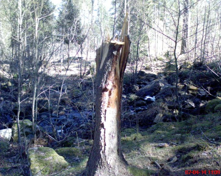 Stubbe.JPG ht=580
