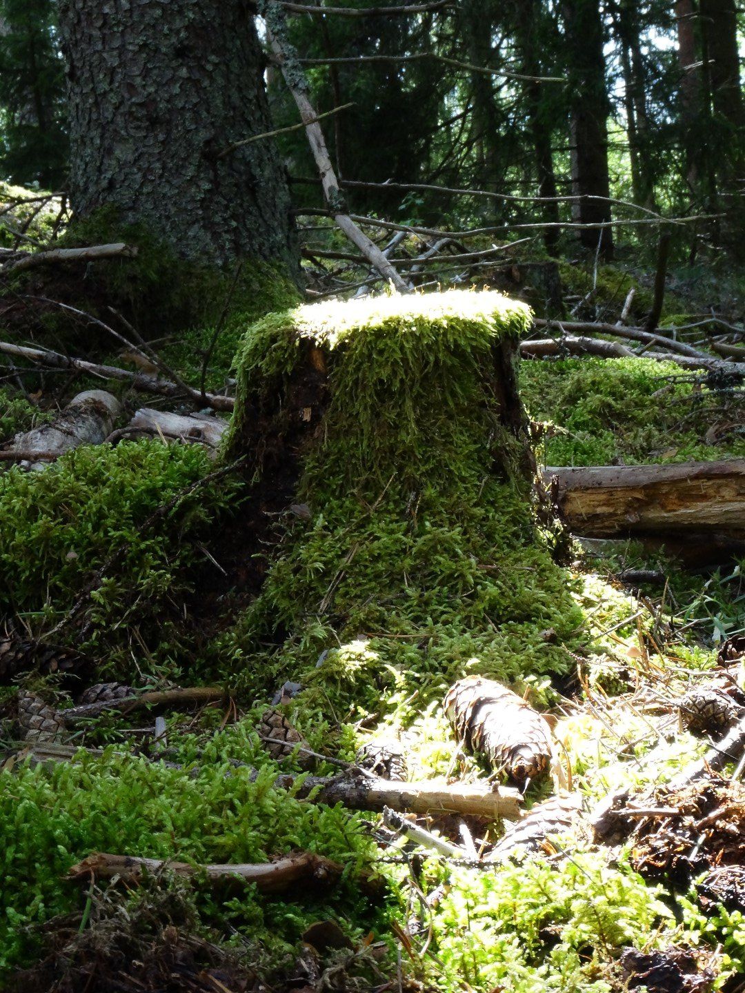 Stubbe.JPG