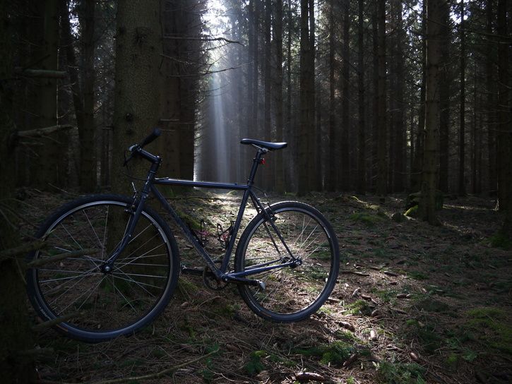 surly-forest.jpg