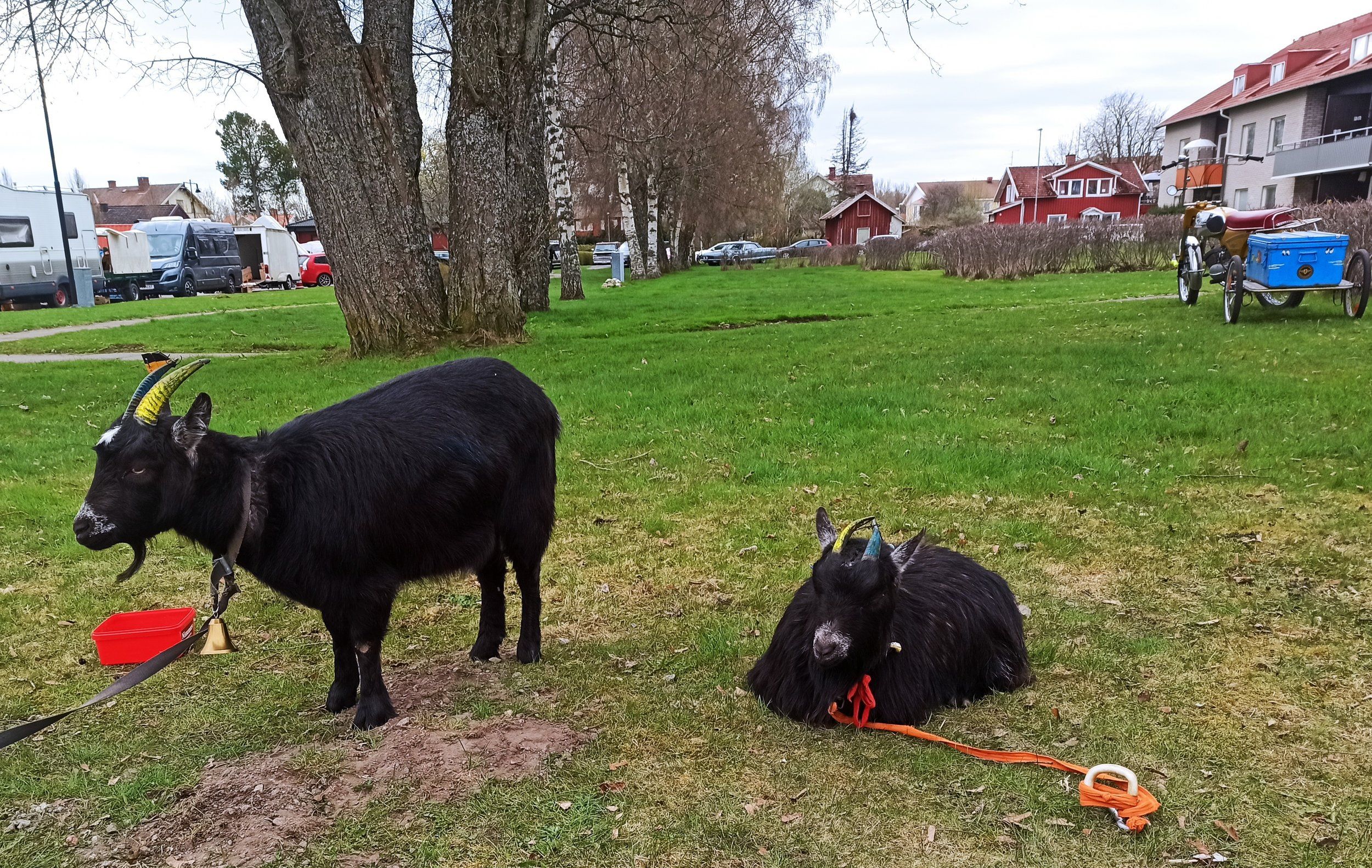 Svartget.jpg