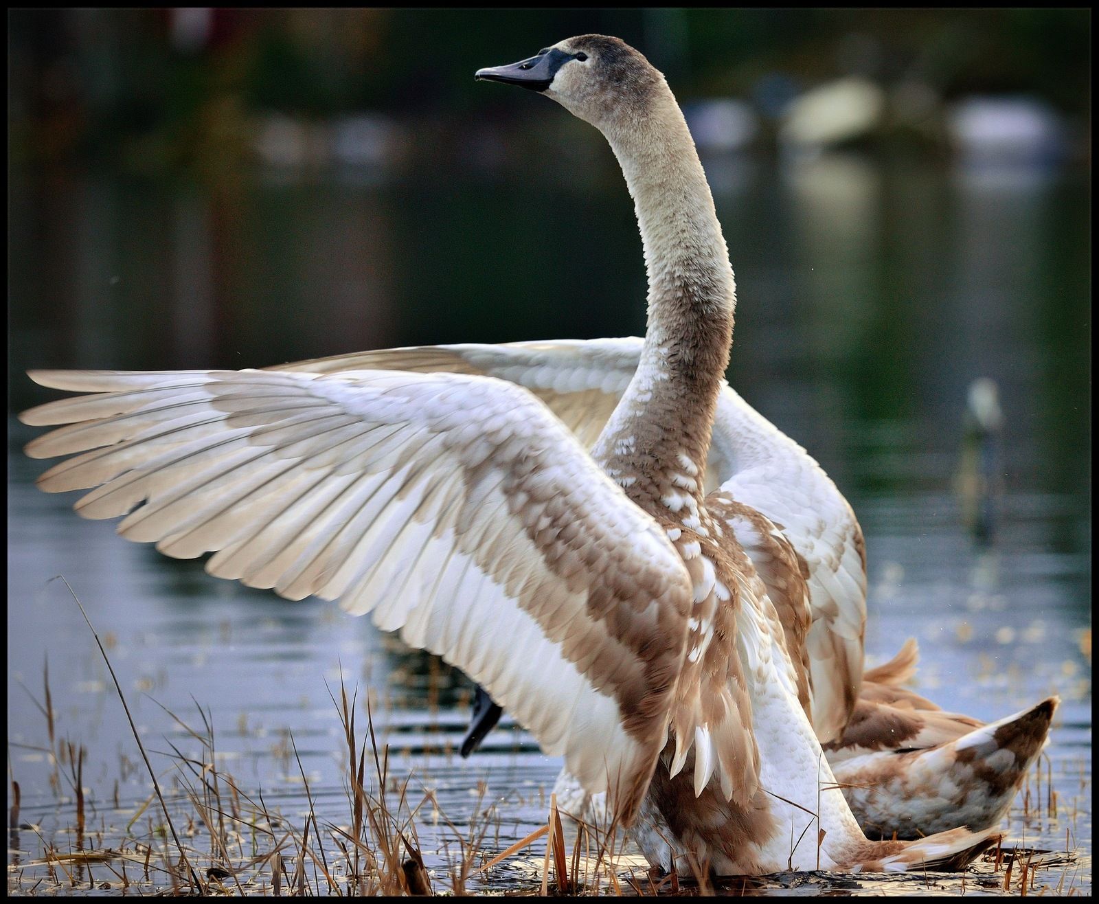 swan1-01.jpeg
