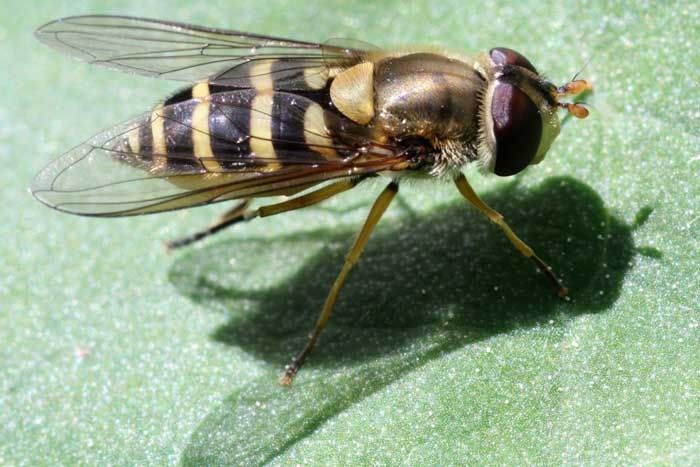 Syrphus8.6.12.web.jpg