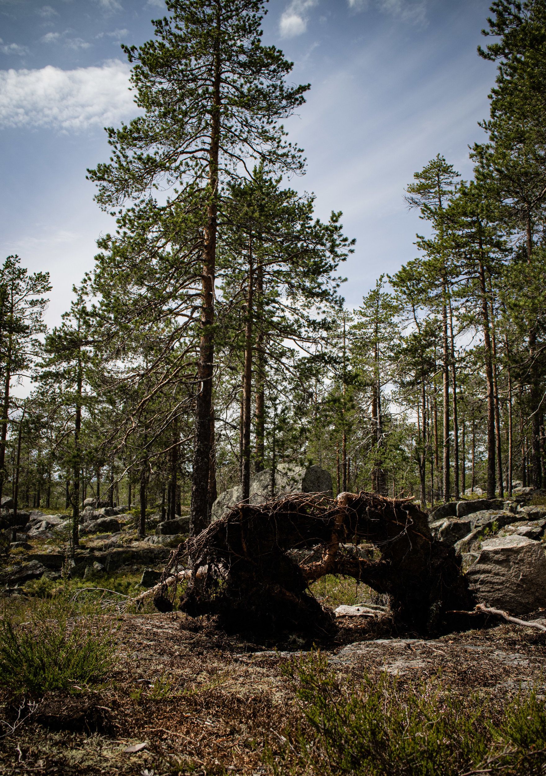 Tavelsjö_20200712-6920.jpg