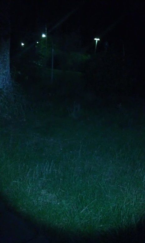 test1LED_lenserT7.jpg