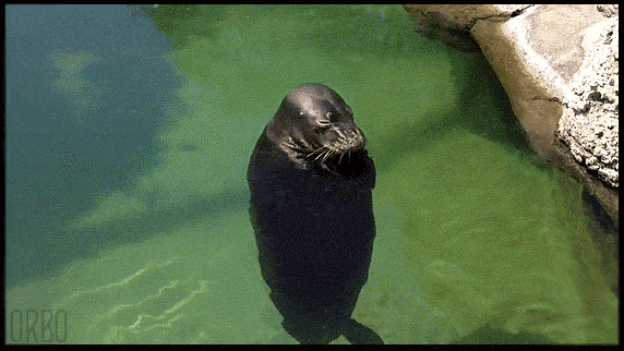 the_spinning_seal.gif