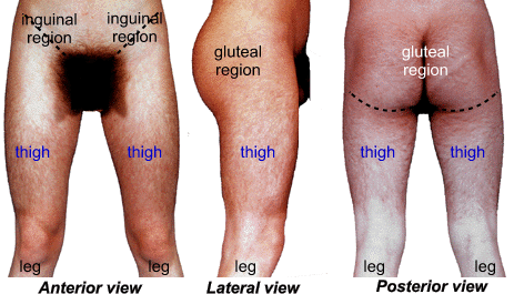 thigh.gif ht=265