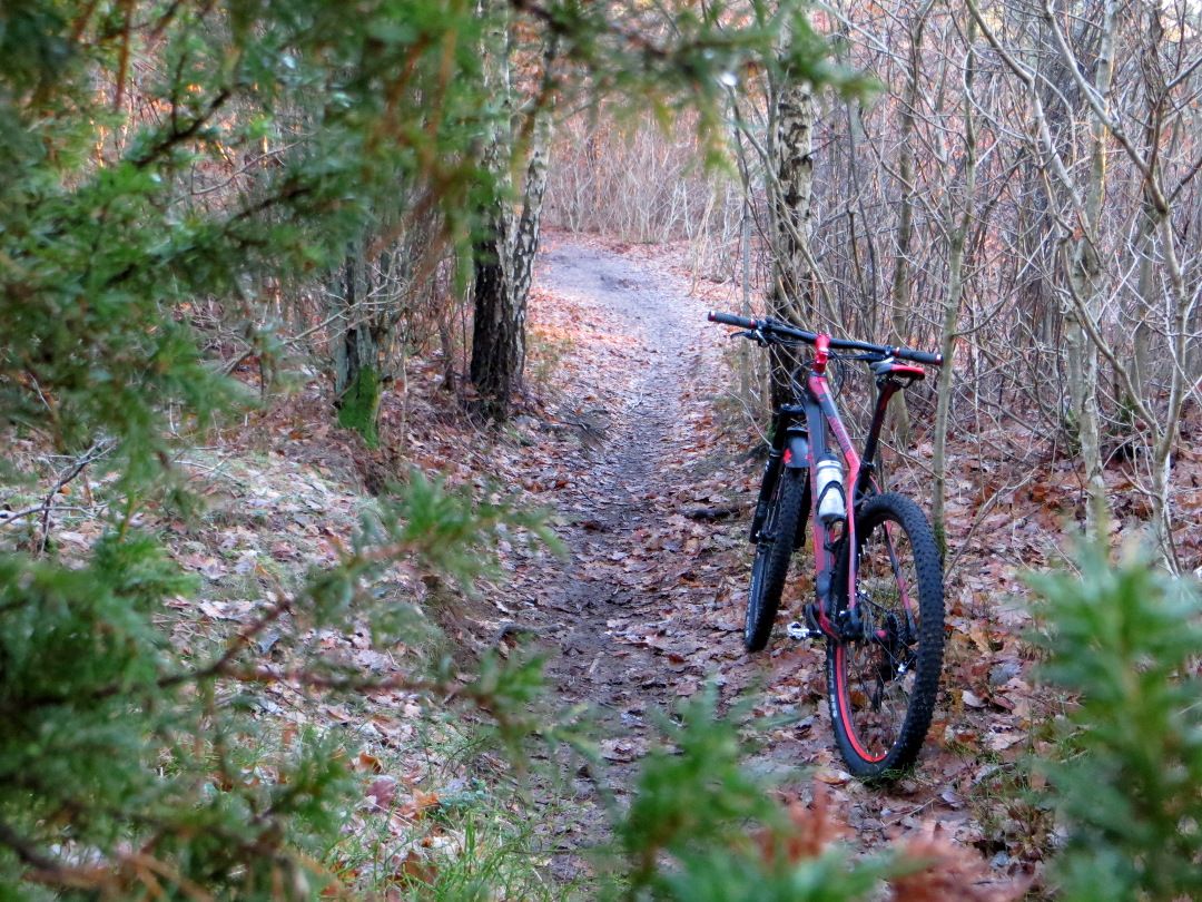 throughwoods.JPG