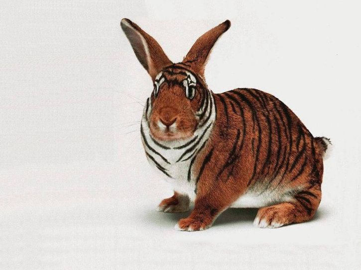 tigerhare.jpg ht=544