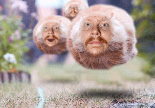 tobbe-the-cat.gif ht=348