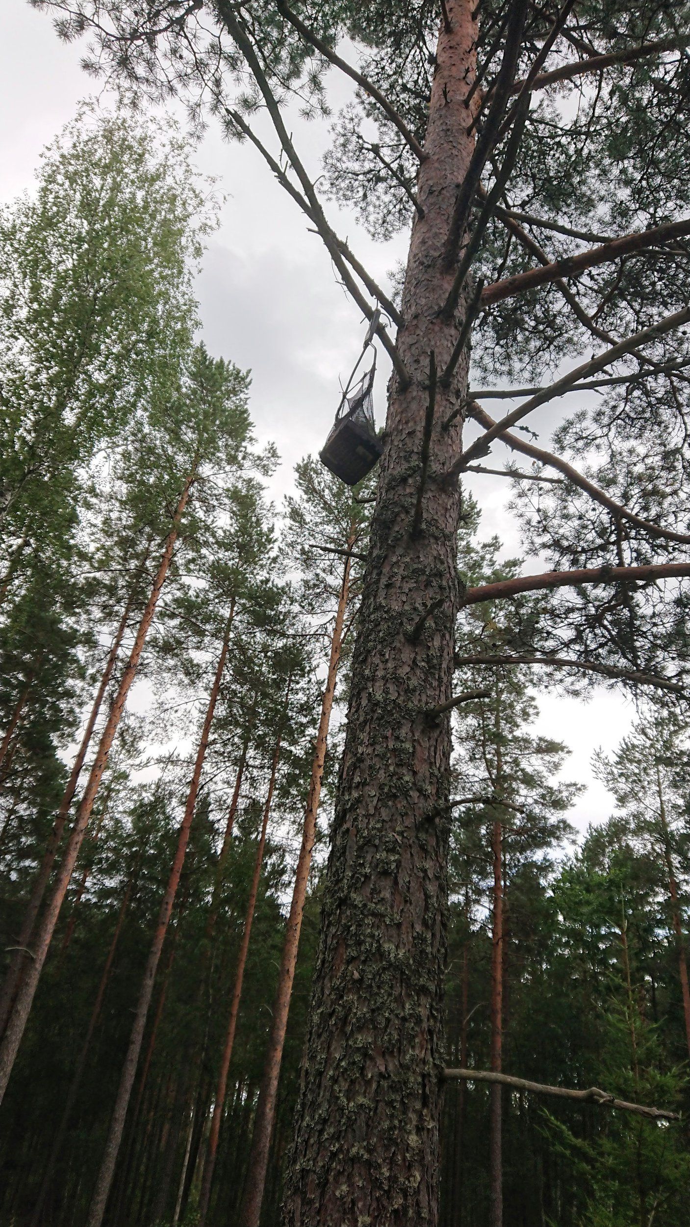 Trädmoj.JPG