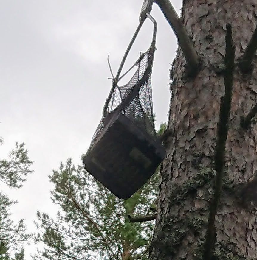 Trädmojenhanced.JPG