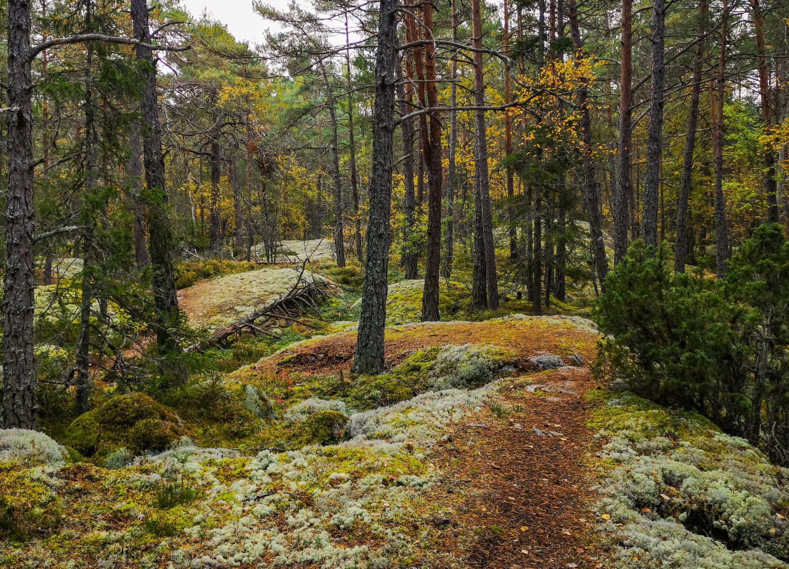 trail-2.jpg