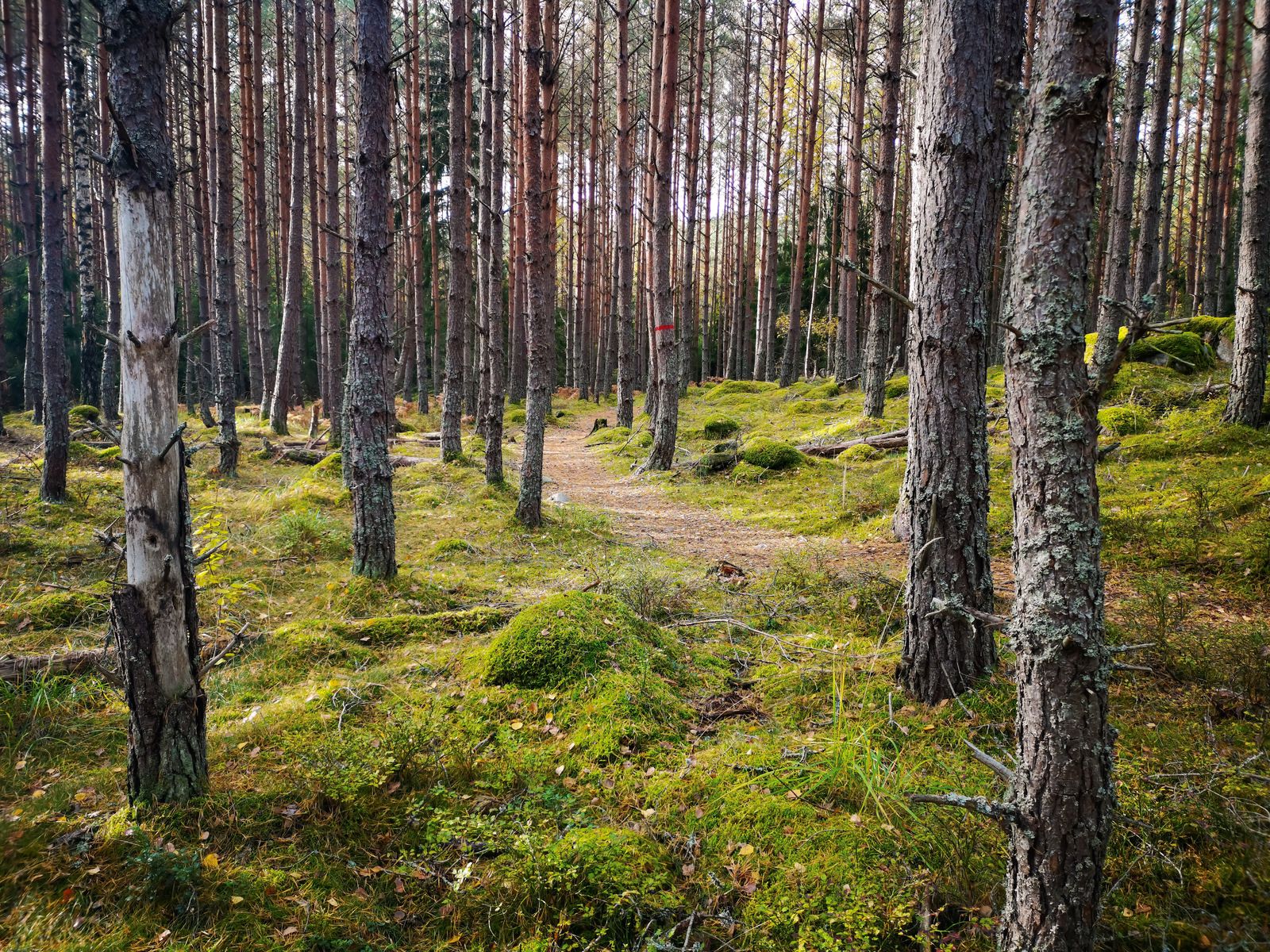 trail.jpg