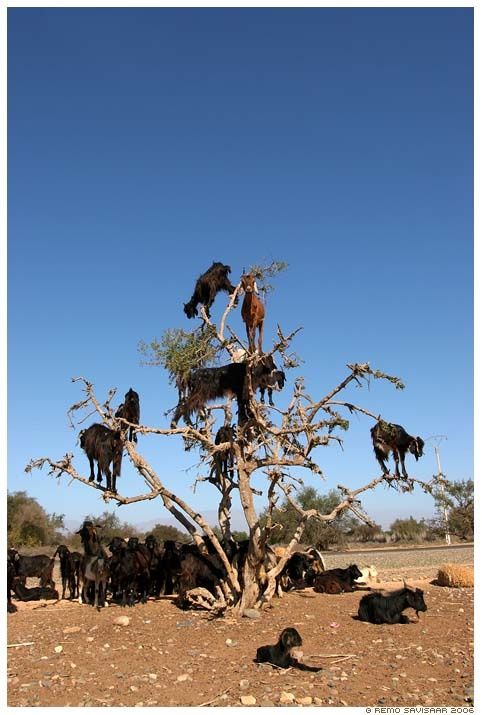 tree_goats1.jpg