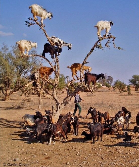 treeclimbinggoats.jpg