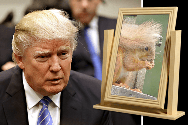 trump-squirrel-teaser.png
