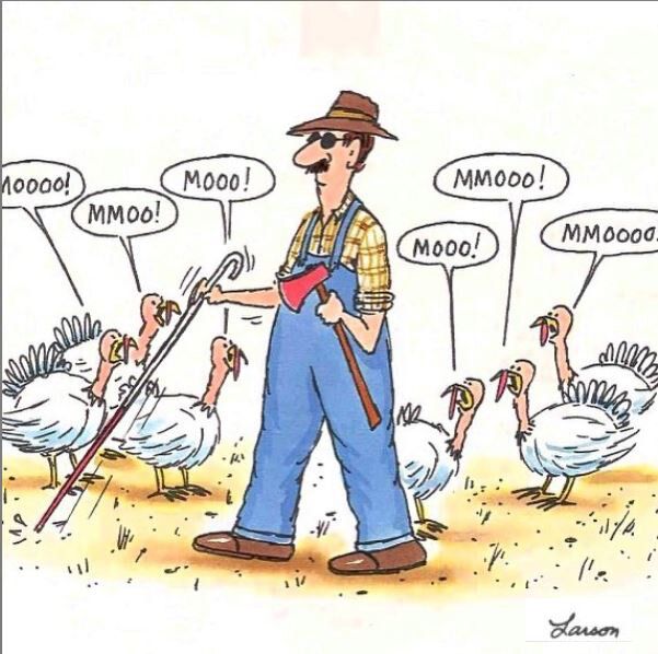turkey.jpeg