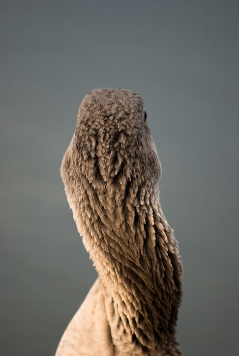 Turninggoose.jpg ht=725