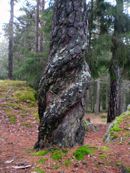 twisted-tree.jpg ht=600