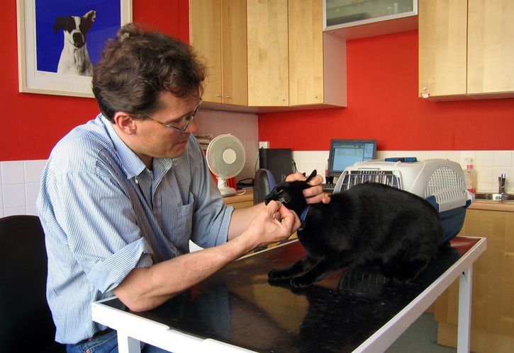 Veterinary_Surgeon.jpg