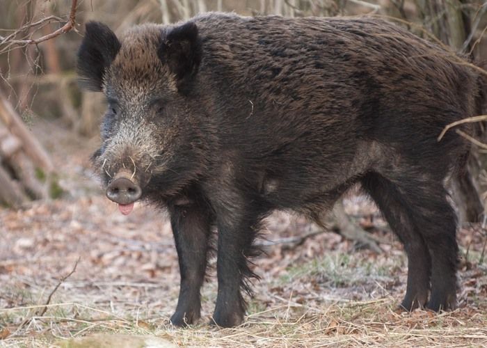 vildsvin-galt-5662.jpg