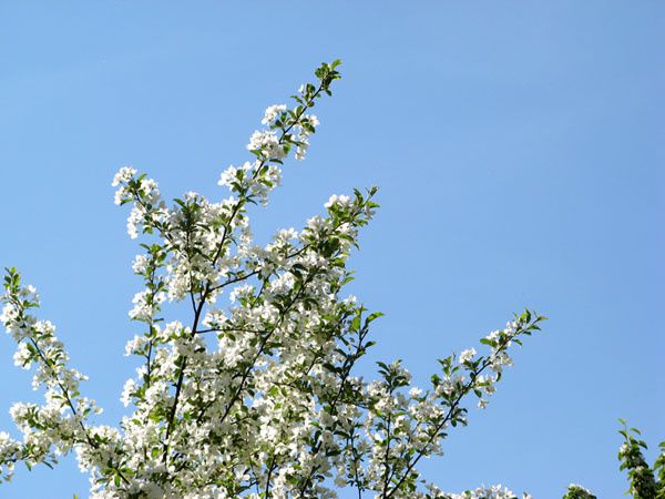vitblomster.jpg ht=450