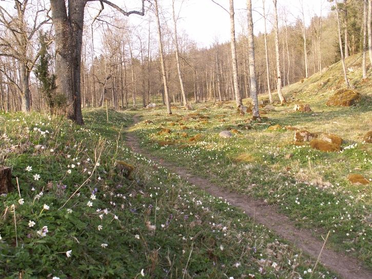 Vitsippornu.KÃrsbÃrsblomiMaj.JPG ht=544