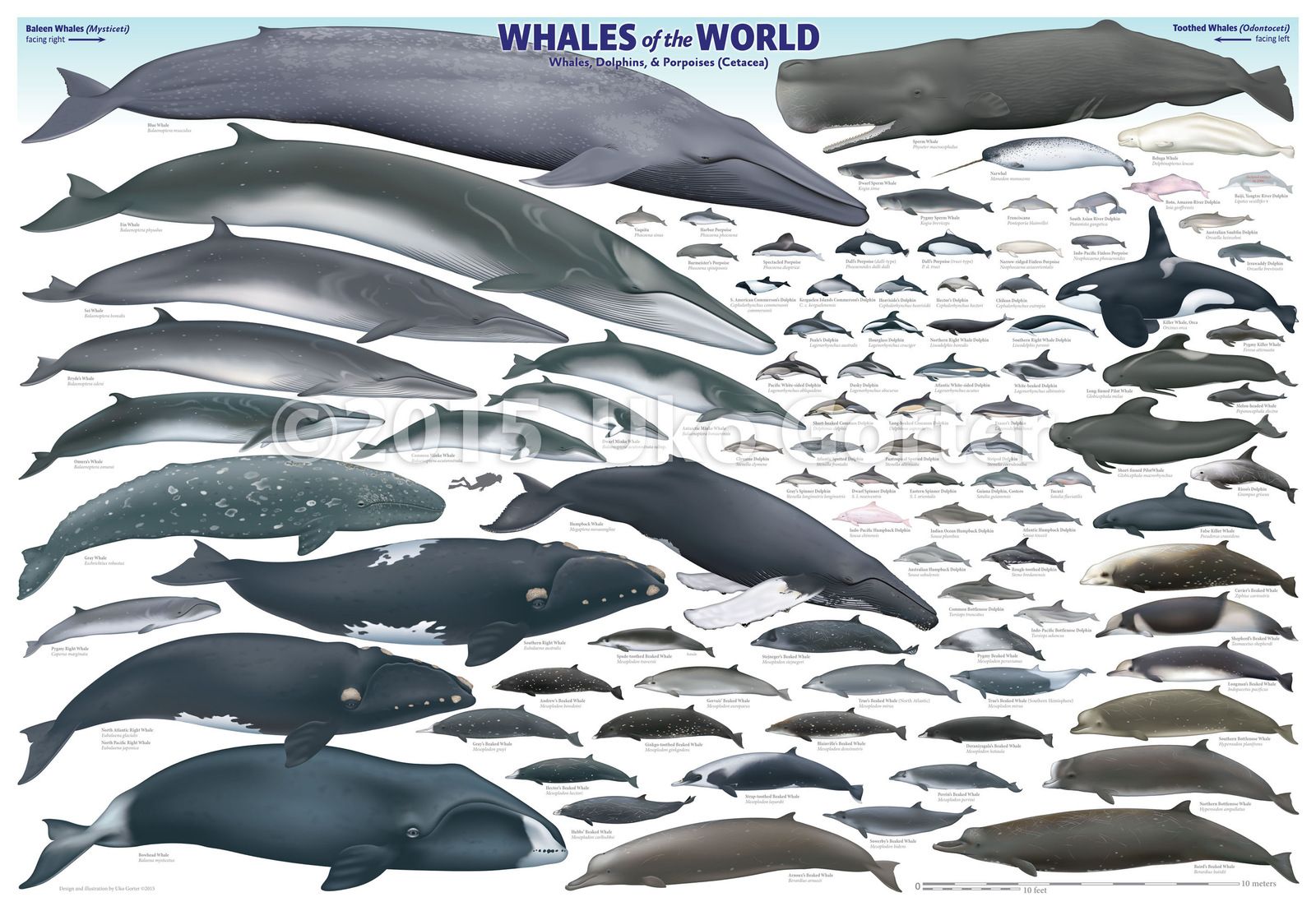whales-of-the-world-2015.jpg