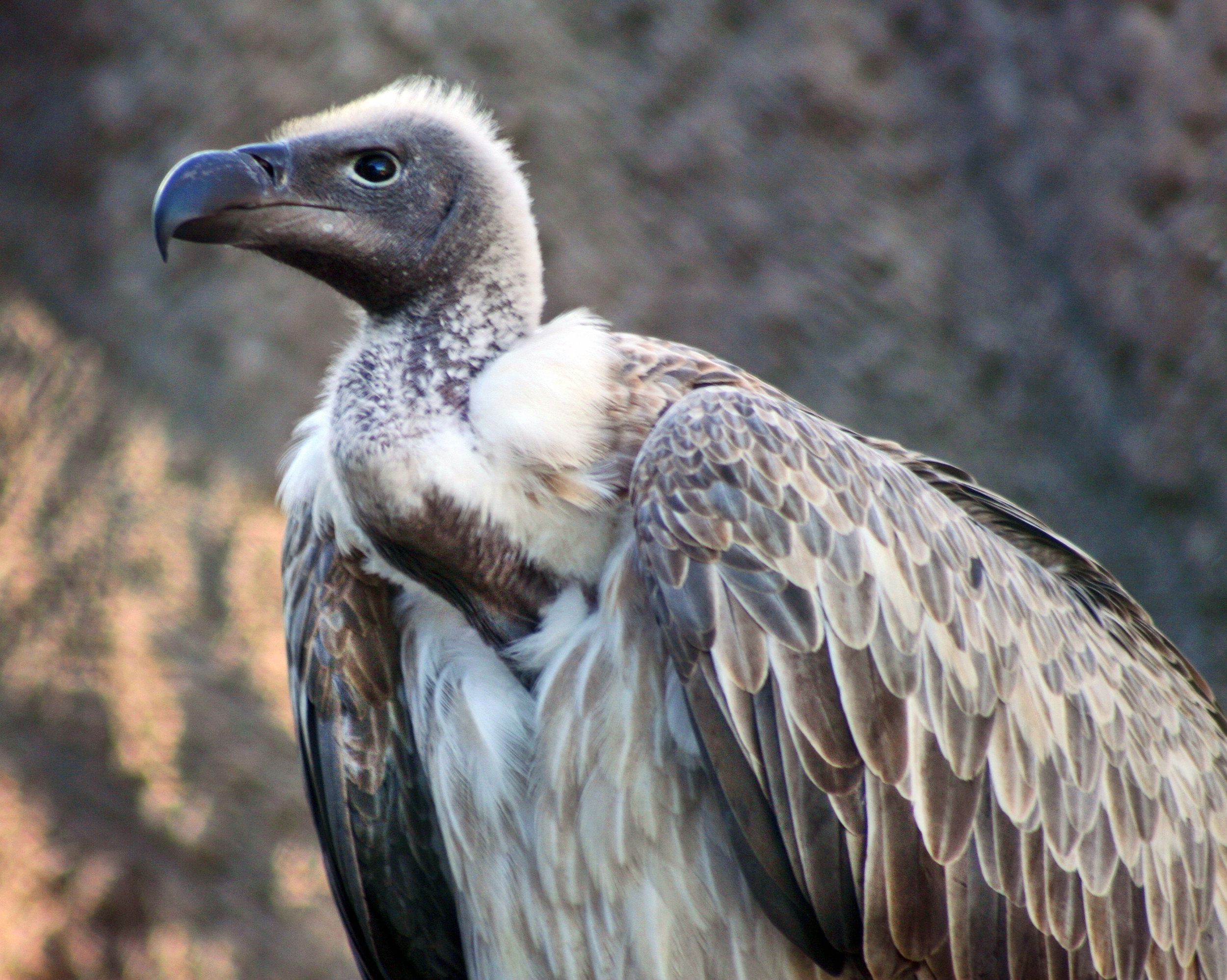 White-backed_Vulture_Gyps_africanus.jpg